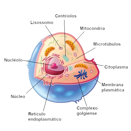 Célula Animal (retirado de Brasil Escola UOL)