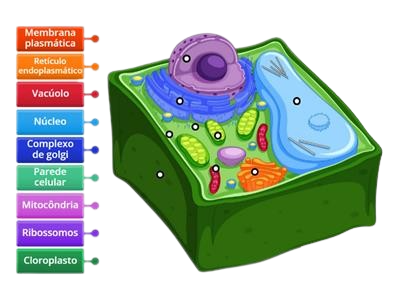 Célula Vegetal (retirado de Mundo Educação UOL)